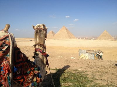 Camel pyramids Egypt