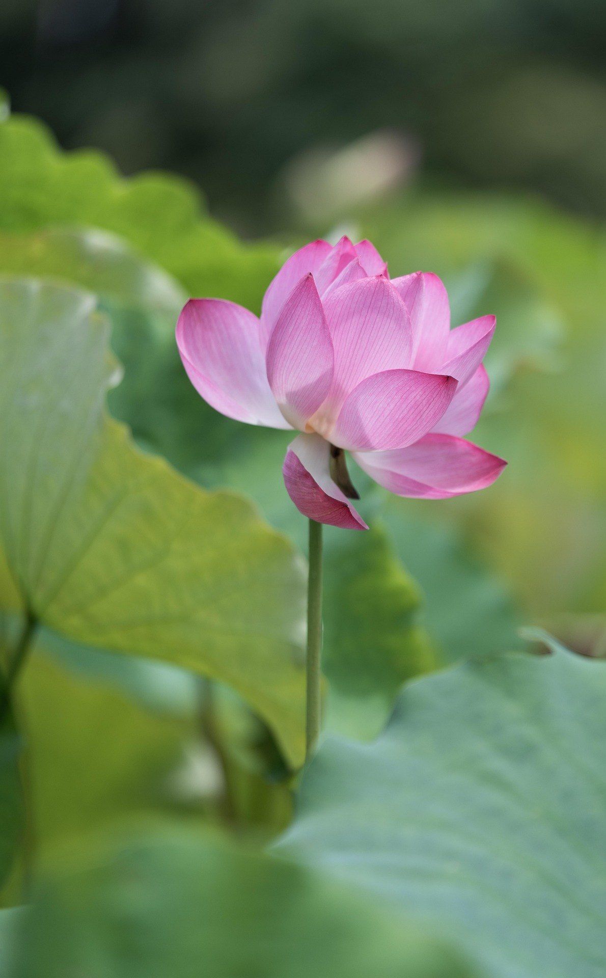 A pink lotus flower opening