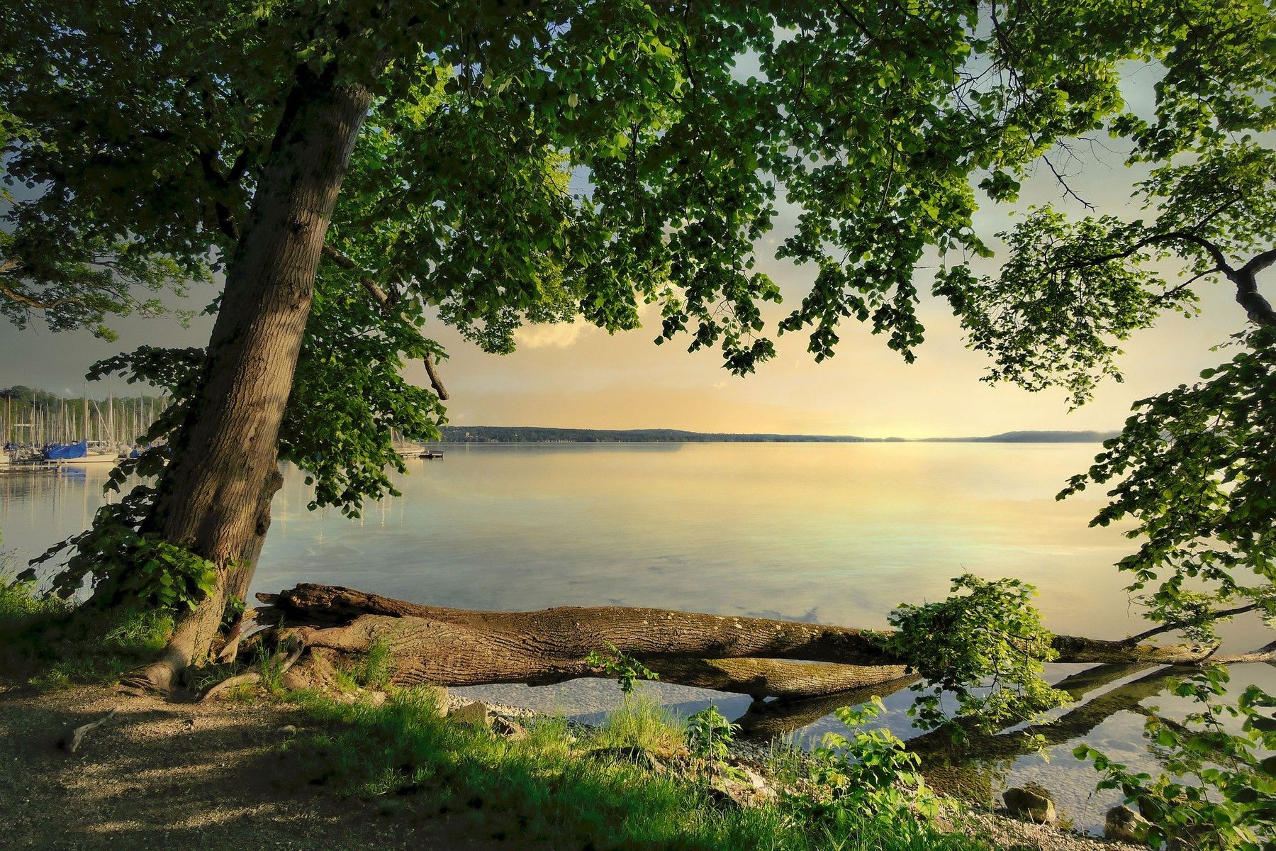 A single tree on the lakeshore in the morning light