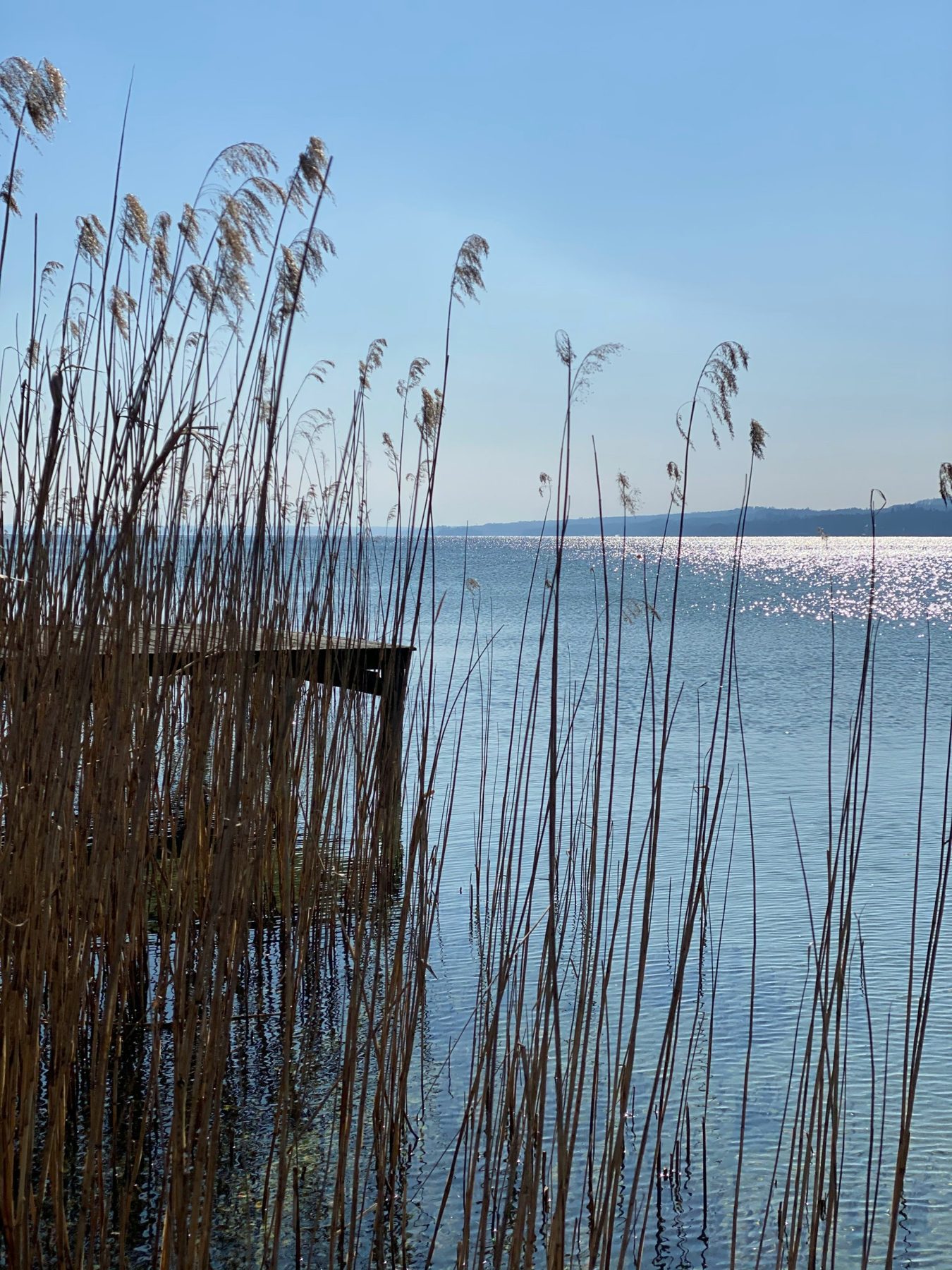 Schilf am Ufer des Starnberger Sees, dahinter ein Holzsteg und glitzerndes Wasser unter blauem Himmel