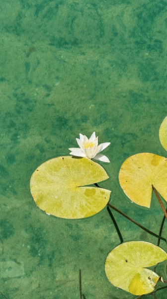 A white water lily among lily pads on clear green water